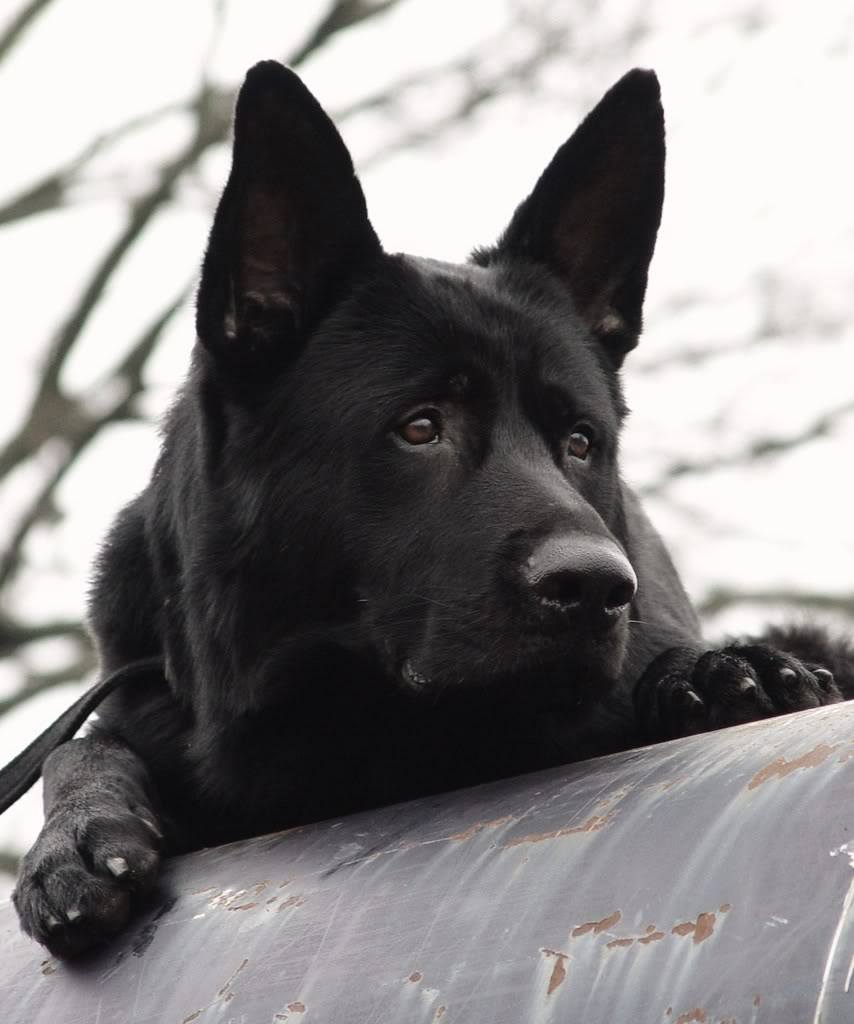 Vom Eisenherz German Shepherds