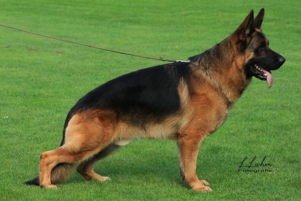 Vom Ragnar German Shepherds Breeders Illinois