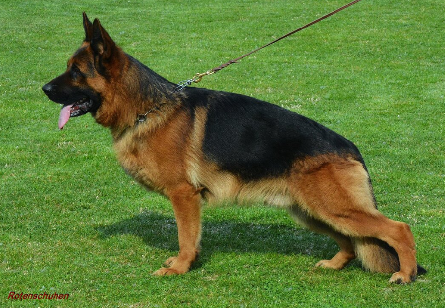 Von Fenja German Shepherd Breeder