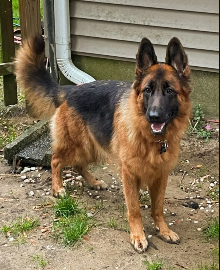 9 Best German Shepherd Breeders in New Jersey! (2023) The Good German Shepherd