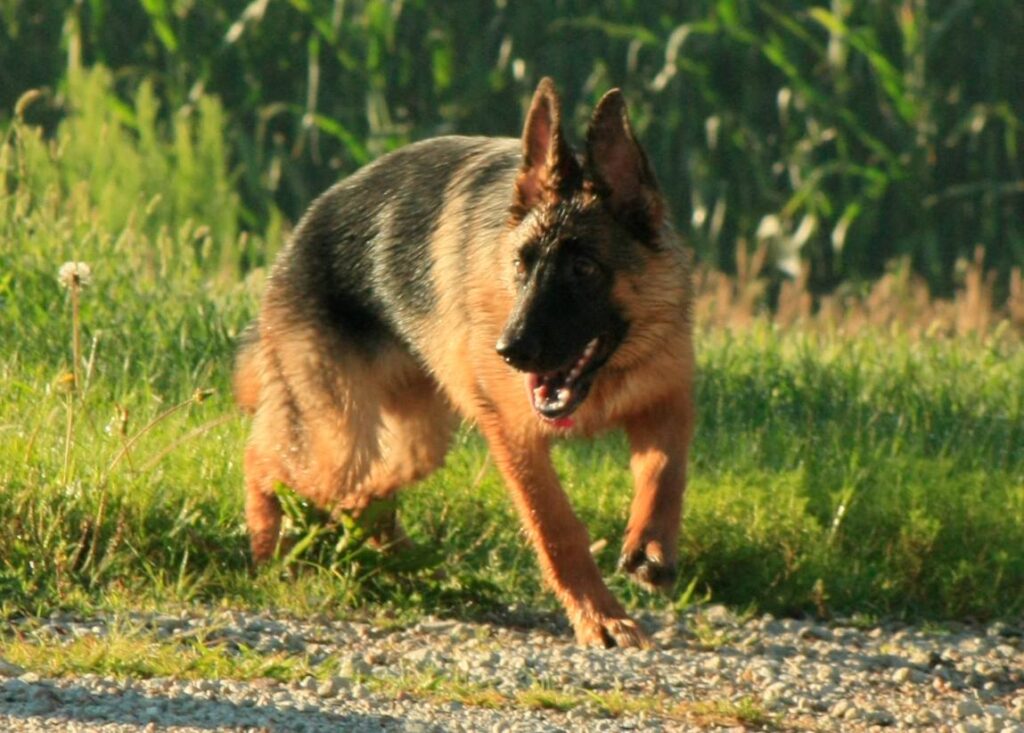 Waldo German Shepherd Dogs 