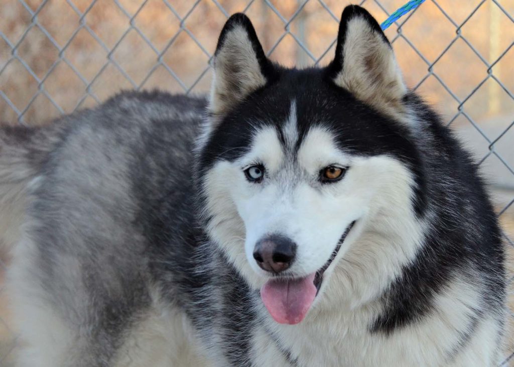 West Jordan Animal Shelter