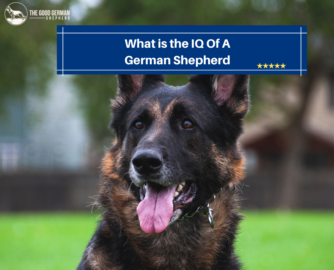 What is the IQ of a German Shepherd